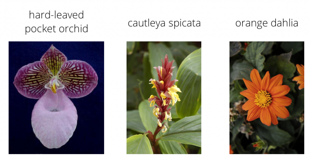 Flowers Dataset